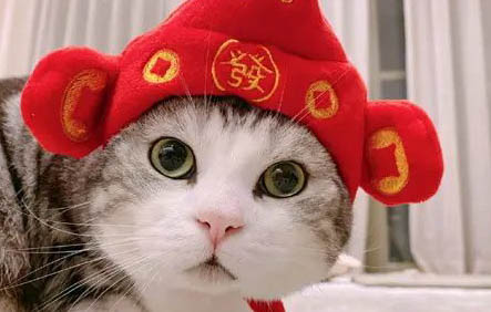 公猫母猫配对要培养感情吗