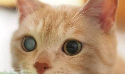 猫咪吐口水是什么原因