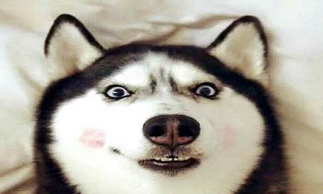 哈士奇犬的美容与日?；だ? /><p>犬是喜动不喜静的动物，每天的户外运动是必须的。可以在奔跑中锻炼体魄，也可以吸收阳光中的紫外线，提高对钙的吸收。另外，紫外线可以杀灭细菌，赶走寄生虫。合理安排运动量。犬的运动量和体形有关，大体形活动量大，小体形活动量小。一般可以控制在奔跑二一五分钟，平步二0四0分钟之间。外出运动时，应给犬带上牵引带。避免犬袭击人畜，防止横穿马路造成交通事故。对于遛弯时遇见其他犬，不要让它们过多接触，防止咬伤和传染疾病。</p><p>应时常变换运动的路线，不要每天只按同一的固定路线活动。运动中应防止它用鼻子去嗅闻其他犬所留下的排泄物或其他物体，更不能让犬接触，也不要将犬放到人或其他犬聚集的场所，以防传染某些疾病。</p><p>第四，在没有打扰的情况下，可以用玩具或毛巾拧成的棒逗犬撕咬和玩耍，加强灵活性。运动归来后，要给犬饮足清洁的水，用梳子和湿毛巾梳理毛发，清理渣土和其他犬留下的口水，以达到预防外界疾病的作用。如果自家的犬和其他犬有过身体接触，根据毛色和外表特征怀疑是病犬时，要对自家的犬做适当消毒</p><p>食具要定期消毒对喂食：</p><p>饮水用具应每天清洗，每周消毒。卫生标准和人一样。</p><p>搞好犬体卫生，即可以消灭寄生虫又可以保持美观的外表。</p><p>哈士奇犬多少钱哈士奇犬价格哈士奇犬图片</p><h3>哈士奇的美容与日?；だ?/h3><p>哈士奇属于典型的双层毛发犬种。</p><p>下层毛非常浓密；上层毛平滑、发直，要依靠下层毛的支撑。</p><p>在夏天，哈士奇大部分时间最好待在低温的空调房内，这样做可以保正内层毛发正常的生长。</p><p>在作息方面，也要相对不同的季节做适当的调整，上午的训练及活动最好在温度升高之前全部完成；到太阳落山，气温开始降低再开始下午的训练，并且可以延长到晚上甚至深夜。</p><p>这样不仅有效保证犬只有充足的运动，而且还能避免因气温太高而导致的负面影响，比如：</p><p>厌食和大量毛发脱落，甚至中暑等。</p><p>正确的饮食会让爱犬保持健康的体态和优质的毛发。现在，不论是家养的还是参加比赛的哈士奇，都不能做到每天长距离负重奔跑的训练，所以在喂食的食物中，最好避免出现高脂肪的食物。摄入太多的卡路里，使犬只不能消耗，会导致脂肪堆积过多，从而影响狗狗的正常体型，甚至产生一些疾病；体内脂肪过多还会导致下层毛稀少或脱落的现象发生。</p><p>在洗澡方面需要注意的是，因为哈士奇具有浓密的下层毛发，如果不仔细清洗的话，很难洗净皮肤表层；建议大家在吹风时用功率大一点的吹风机，这样才能够保证吹干每根毛发。比赛前的修剪最少要提前三天完成，这样可以让修剪后的毛发有一个很自然的状态。修剪的过程最好以犬种标准为核心。</p><p>犬种标准中提到以下几点：</p><p>1.允许修剪犬只的胡须以及趾间的毛发，以便保持清洁。</p><p>2.胡须要尽可能的剪短；趾间的毛发用排梳逆毛梳理或针梳梳理，然后用牙剪将足部修剪为卵圆型。</p><p>3.比赛前的整理也是非常重要的，颈部的毛发要向上梳理，还可以适当的喷些定型水，从颈部看上去更加强壮有力；四肢可上些白粉，以显示其充足的骨量；在不违背标准的前提下，还可以针对自己爱犬的不足进行细微的修剪。</p></div></div>
			</article>			
        </div>
		<aside class=