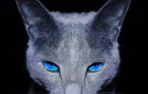 刚买回来的蓝猫不吃东西