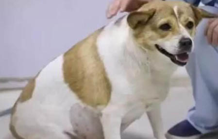 狗狗耳螨怎么解决