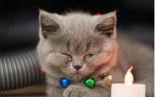 请问猫咪呕吐的原因及处理方法