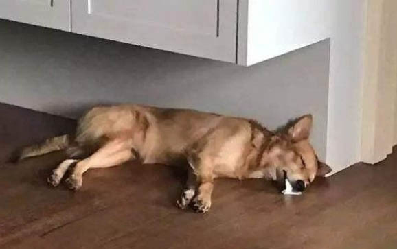 狗狗吃骨头便血不管的话能自愈吗