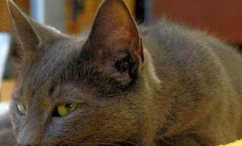 两个月的猫咪可以洗澡吗