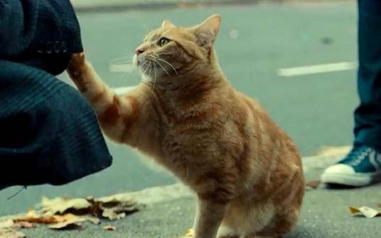 宠胖胖怎么打开猫语翻译器