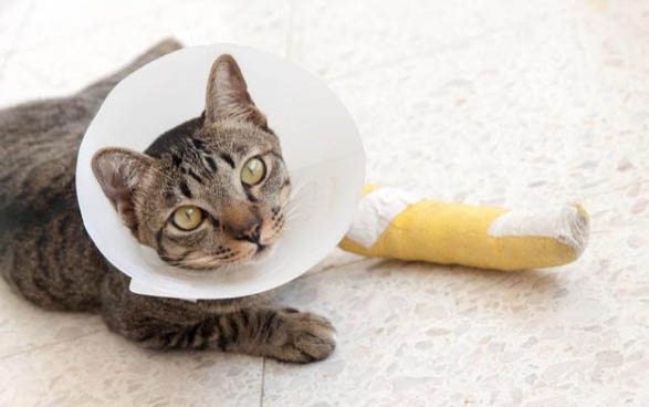 猫咪吐可以吃什么药