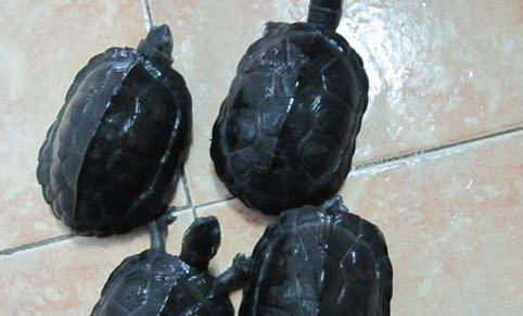 乌龟刚死还能救活吗?
