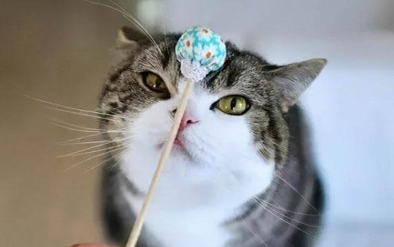 猫咪益生菌哪里有卖
