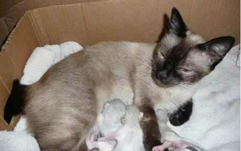 猫咪眼周眼屎结块了怎么处理
