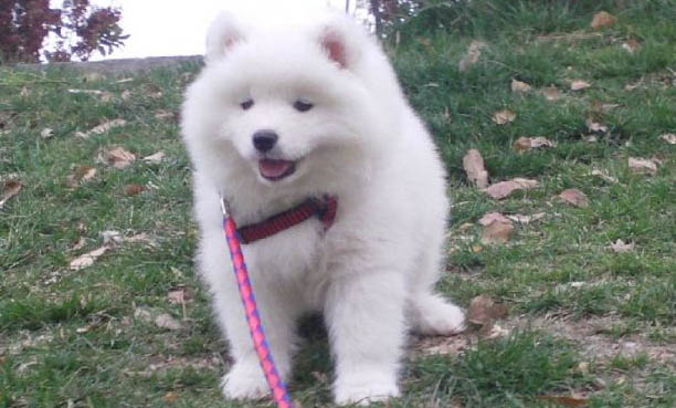 如何清理狗狗耳垢