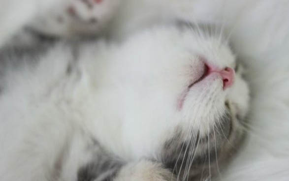 请问猫咪呕吐的原因及处理方法