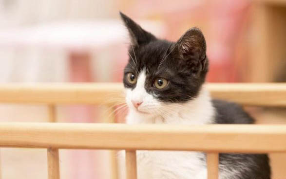 绣球花对猫有害吗
