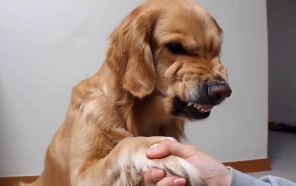 狗狗几个月大可以训练