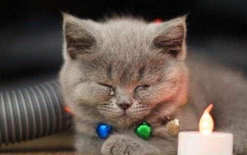 猫咪晚上为什么半夜叫