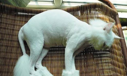 猫咪三联多久打一次