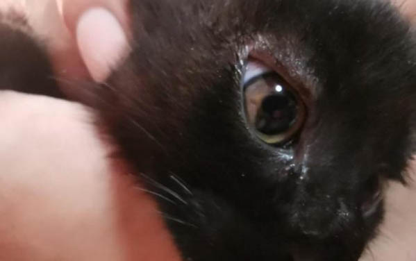 猫咪为什么会吃满天星