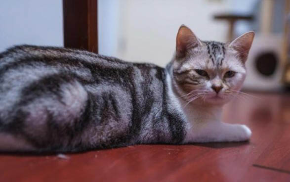 得了猫瘟不治几天会死