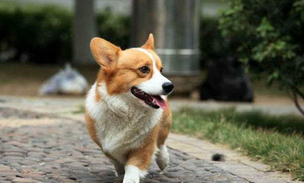 狗狗肝病有哪些症状