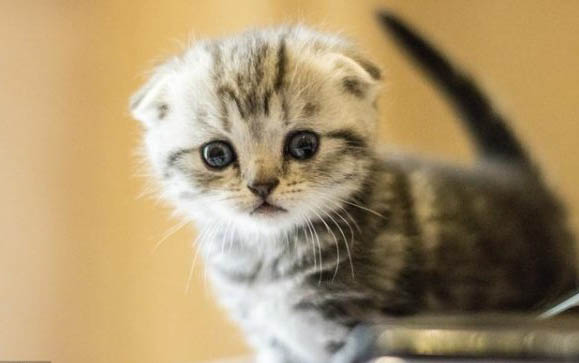 猫一天能吃几只虾?