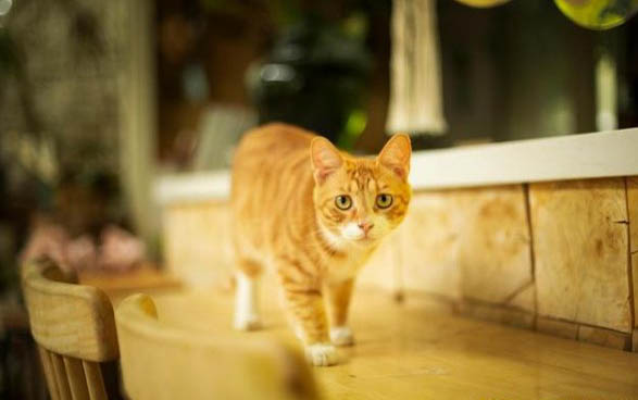 猫得猫瘟会吐吗