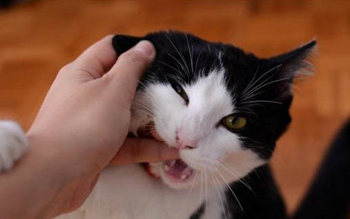 小猫咪吐了是什么原因，怎样避免猫咪呕吐