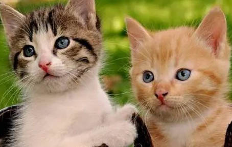 两个月的小猫能吃肉吗