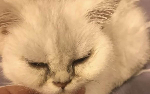 小猫上火了怎么办?