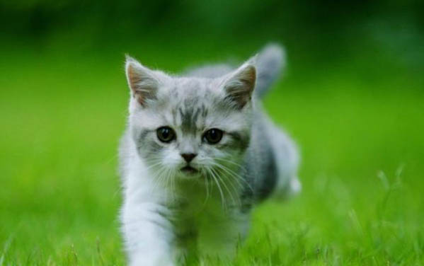 怎样防止猫咬线