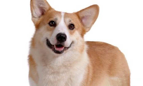 狗狗处方狗粮要吃多久?