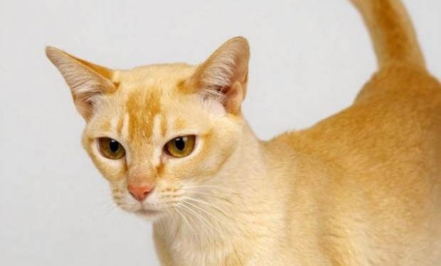 猫咪怀孕几天生产