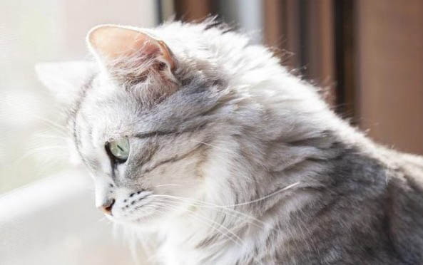 小猫眼睛睁不开怎么办?