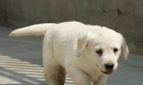 棉花面纱犬哪里有卖