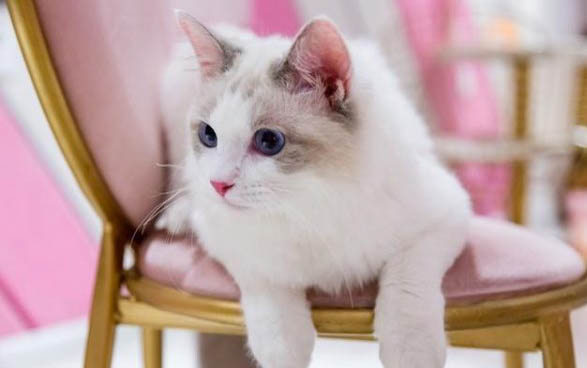 导致布偶猫太瘦的五个原因