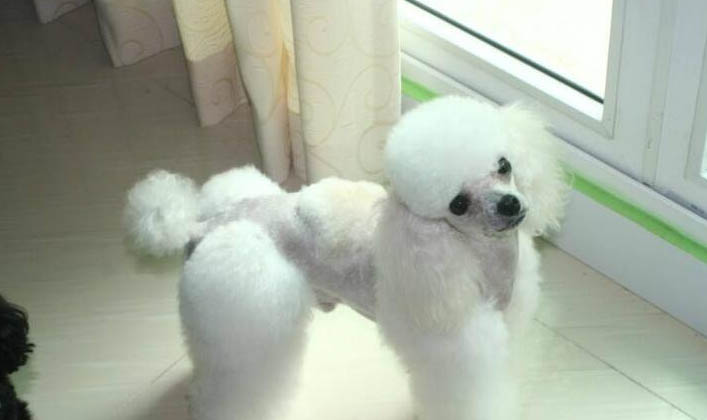 狗狗为什么会得犬瘟呢