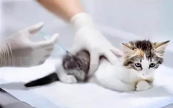 猫咪拉肚子拉脱肛了怎么办