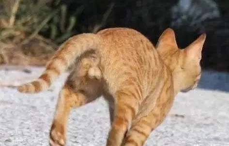 请问猫咪呕吐的原因及处理方法？