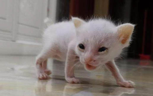 小猫多久会用猫砂