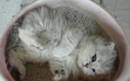 猫咪感冒不吃东西怎么办