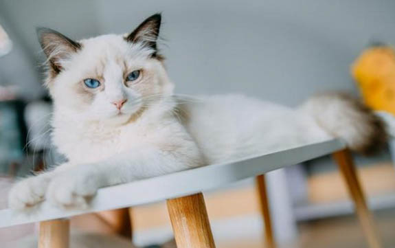 失格布偶猫的特征