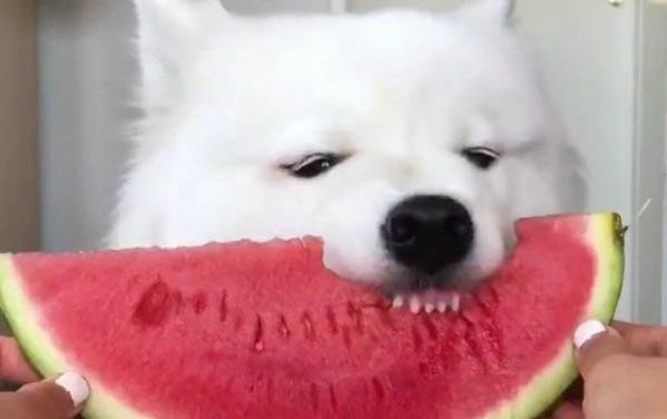 三个月小狗不吃东西总吐是怎么回事