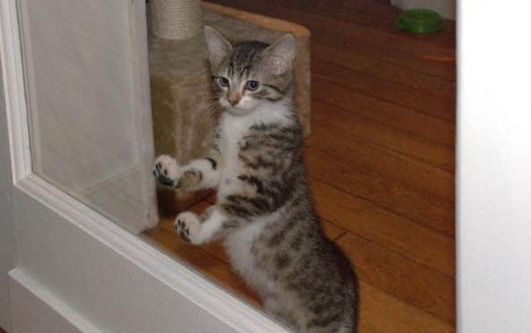 猫咪孕期是多久