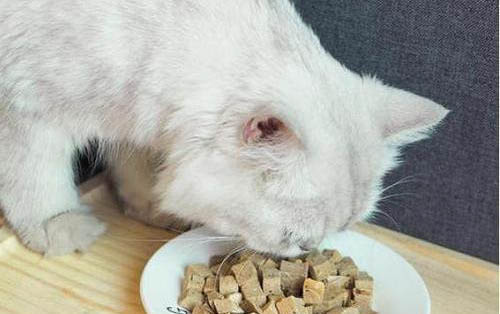 小猫为什么一直弓着背走路?如何处理以及注意事项?