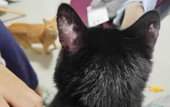 猫咪长期吃猫罐头好吗