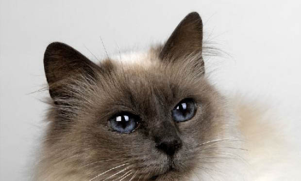 如何阻止猫咪吃狗粮拉稀呢