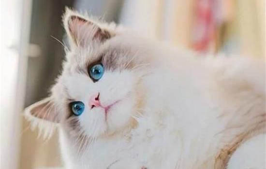 布偶猫都有哪些颜色
