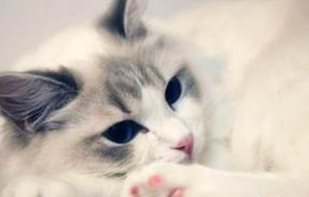 猫咪为什么会用猫砂