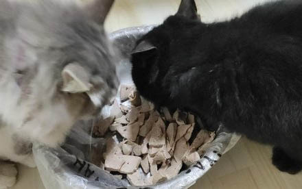 小猫拉稀不吃饭?