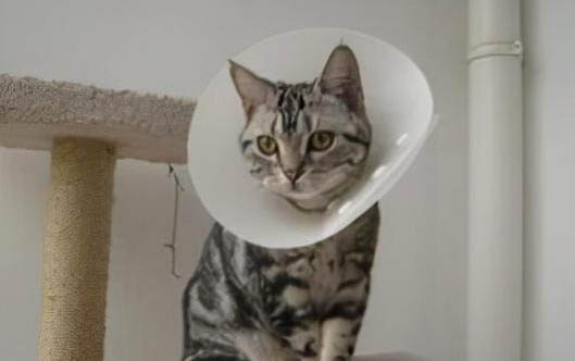 猫多大的时候会发情