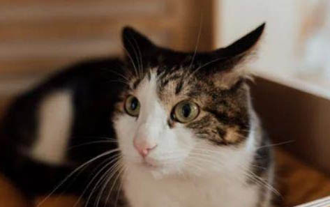 四个月的小猫咪多少斤正常
