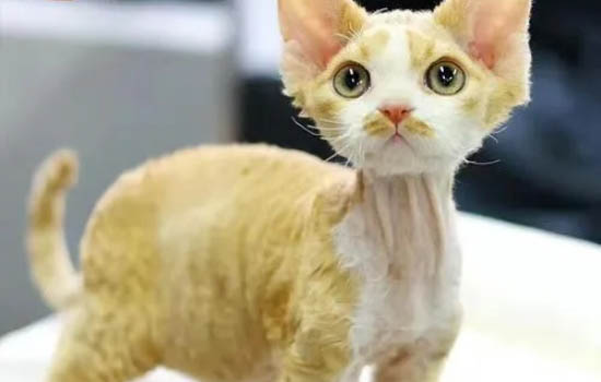 德文卷毛猫尿结石的原因及处理方法